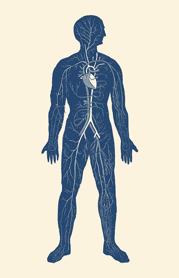 578x900 Venous Circulatory System - Circulatory System Drawing