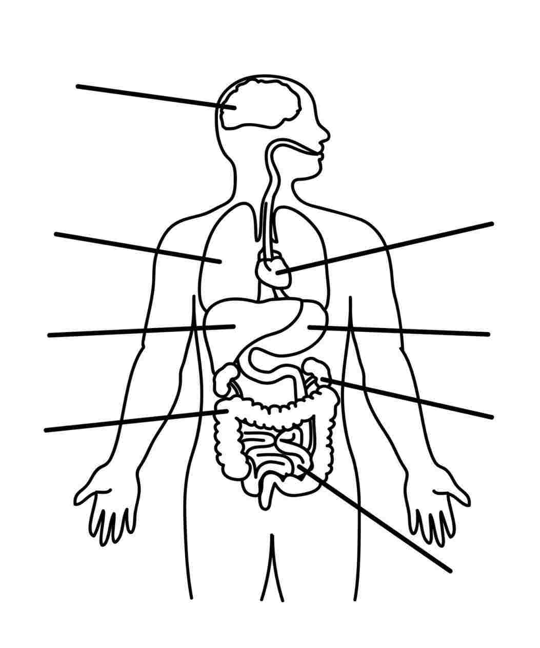 circulatory drawing