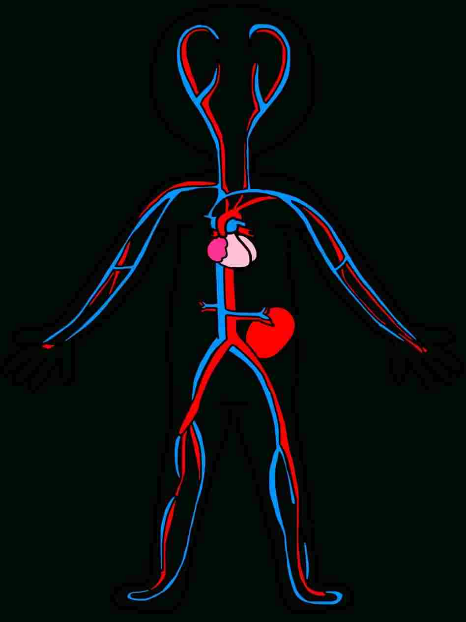 Circulatory System Drawing at PaintingValley.com | Explore collection ...