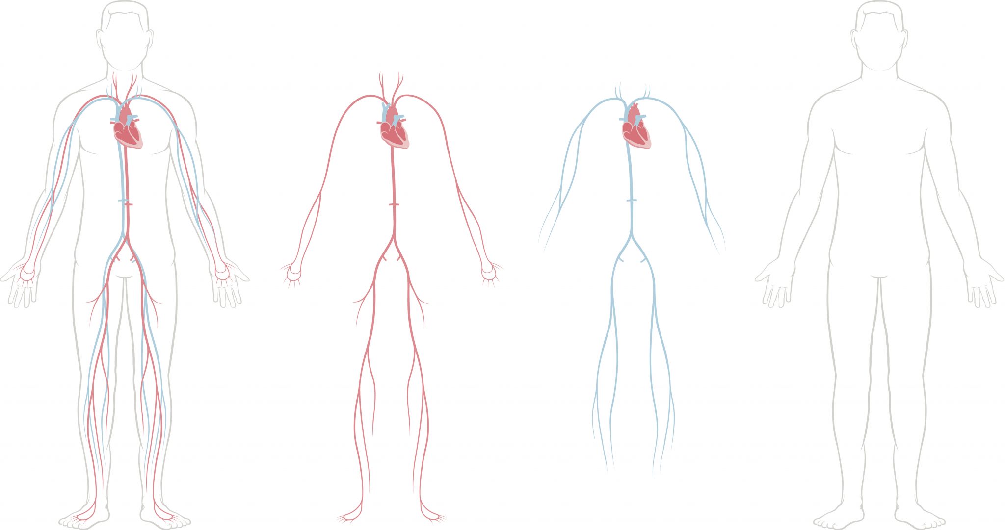 2048x1081 Anatomy Of The Heart And Cardiovascular System Texas Heart Institute - Circulatory System Drawing