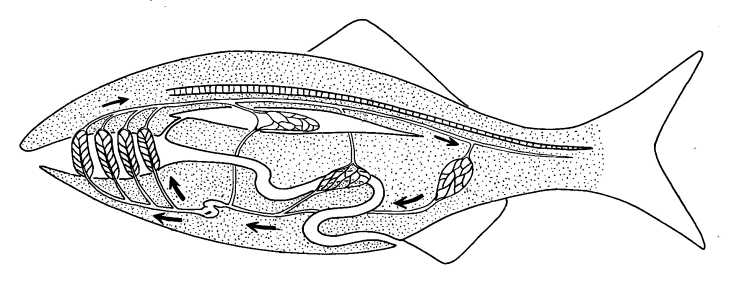 730x285 Biological Drawing Of Fish Circulatory System - Circulatory System Drawing