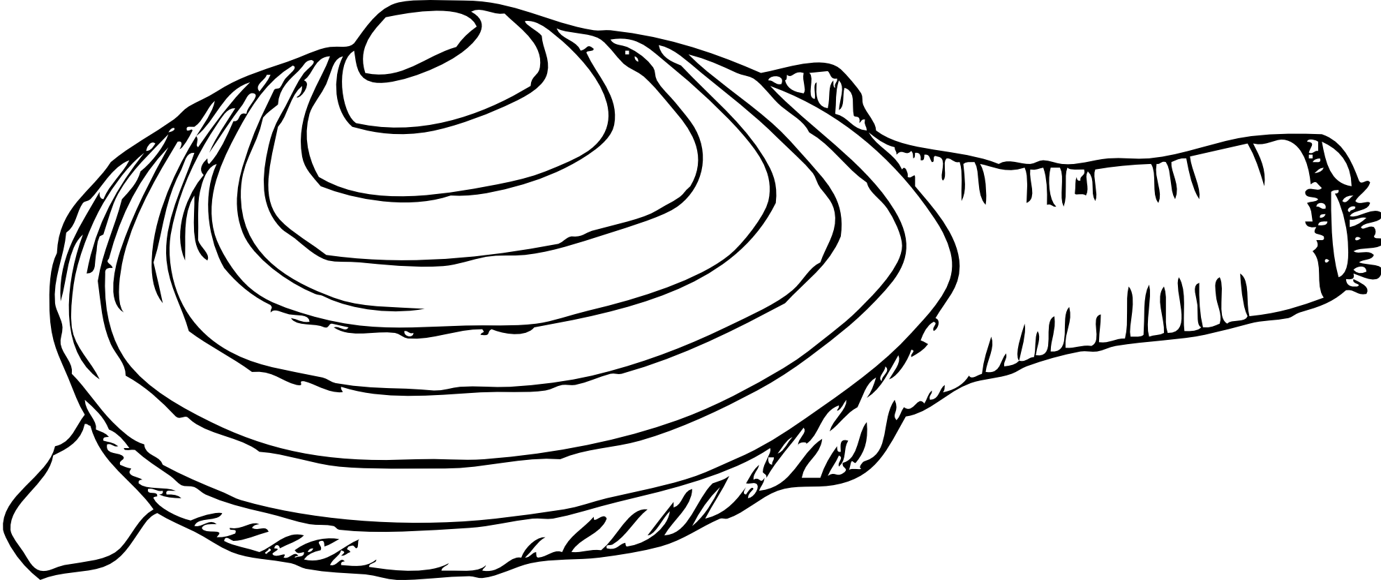 1979x831 collection of free clam drawing sea creature download on ui ex - Clam Drawing