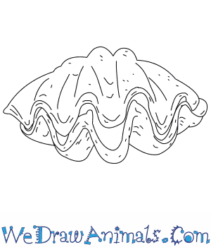 300x350 how to draw a giant clam - Clam Drawing