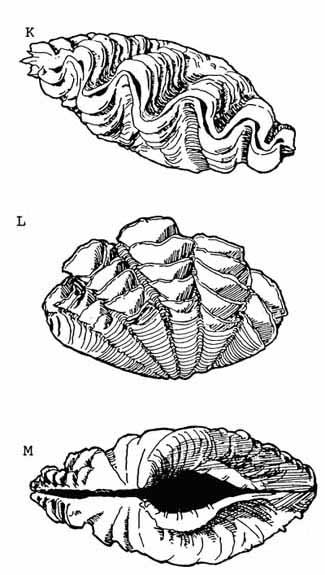 325x575 clam drawing giant clam stock survey and preliminary - Clam Drawing