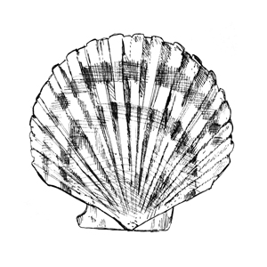 Clam Shell Drawing at PaintingValley.com | Explore collection of Clam ...