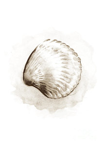 212x300 clam shells art fine art america - Clam Shell Drawing