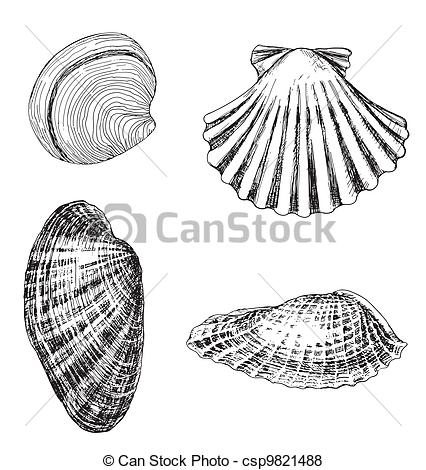 426x470 clam shell clipart and stock illustrations clam shell - Clam Shell Drawing