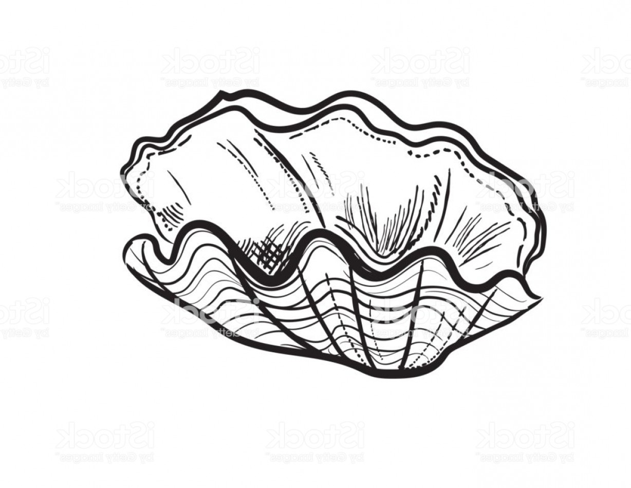 Clam Shell Drawing at PaintingValley.com | Explore collection of Clam