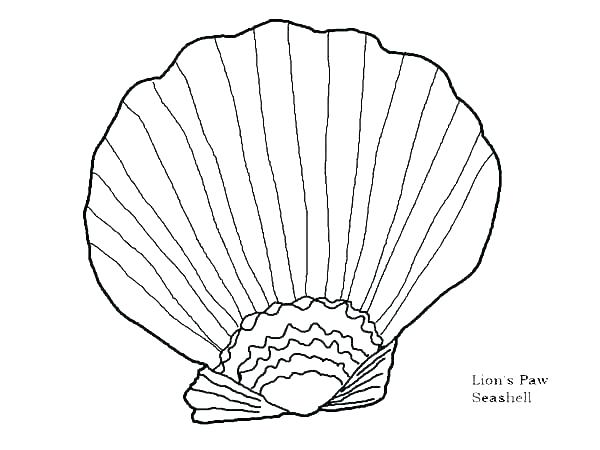 600x450 open clam shell coloring - Clam Shell Drawing