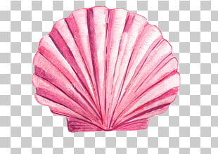 310x219 seashell watercolor painting photography sea shell, blue clam - Clam Shell Drawing