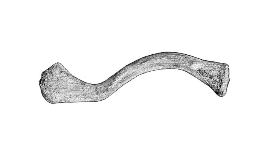 917x515 daily drawing day clavicle - Clavicle Drawing