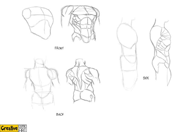 610x436 drawing basics body, arms, legs creative comic art - Clavicle Drawing