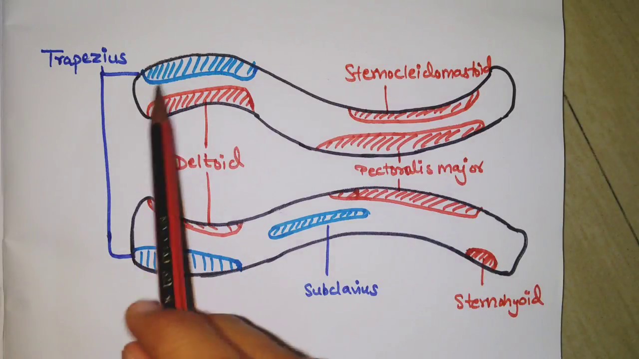 1280x720 easy way to draw clavicle - Clavicle Drawing