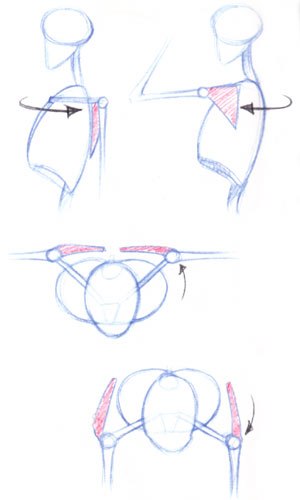 300x500 how to draw animation shoulder motion animation world network - Clavicle Drawing