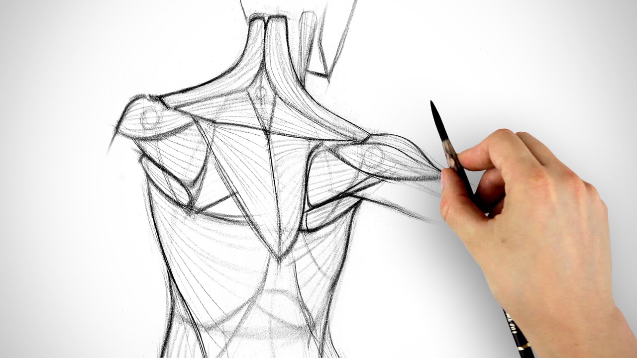 1280x720 how to draw the shoulder bones - Clavicle Drawing