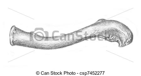 450x243 human anatomy - Clavicle Drawing