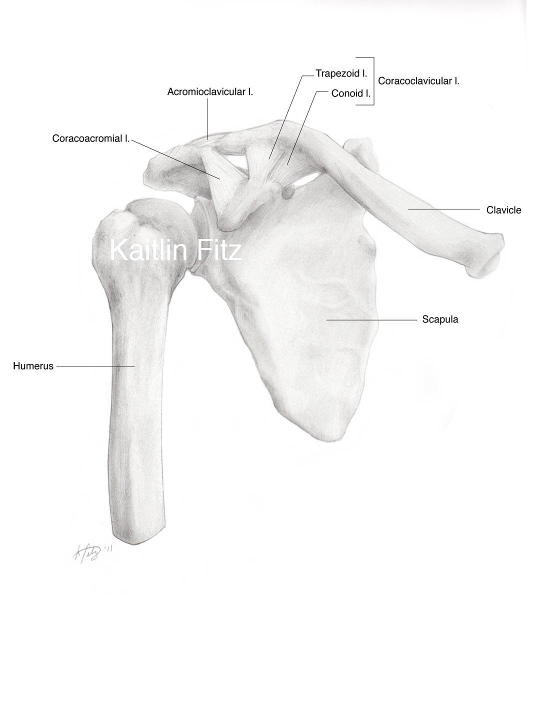 1068x1404 humerus fitzillustration - Clavicle Drawing