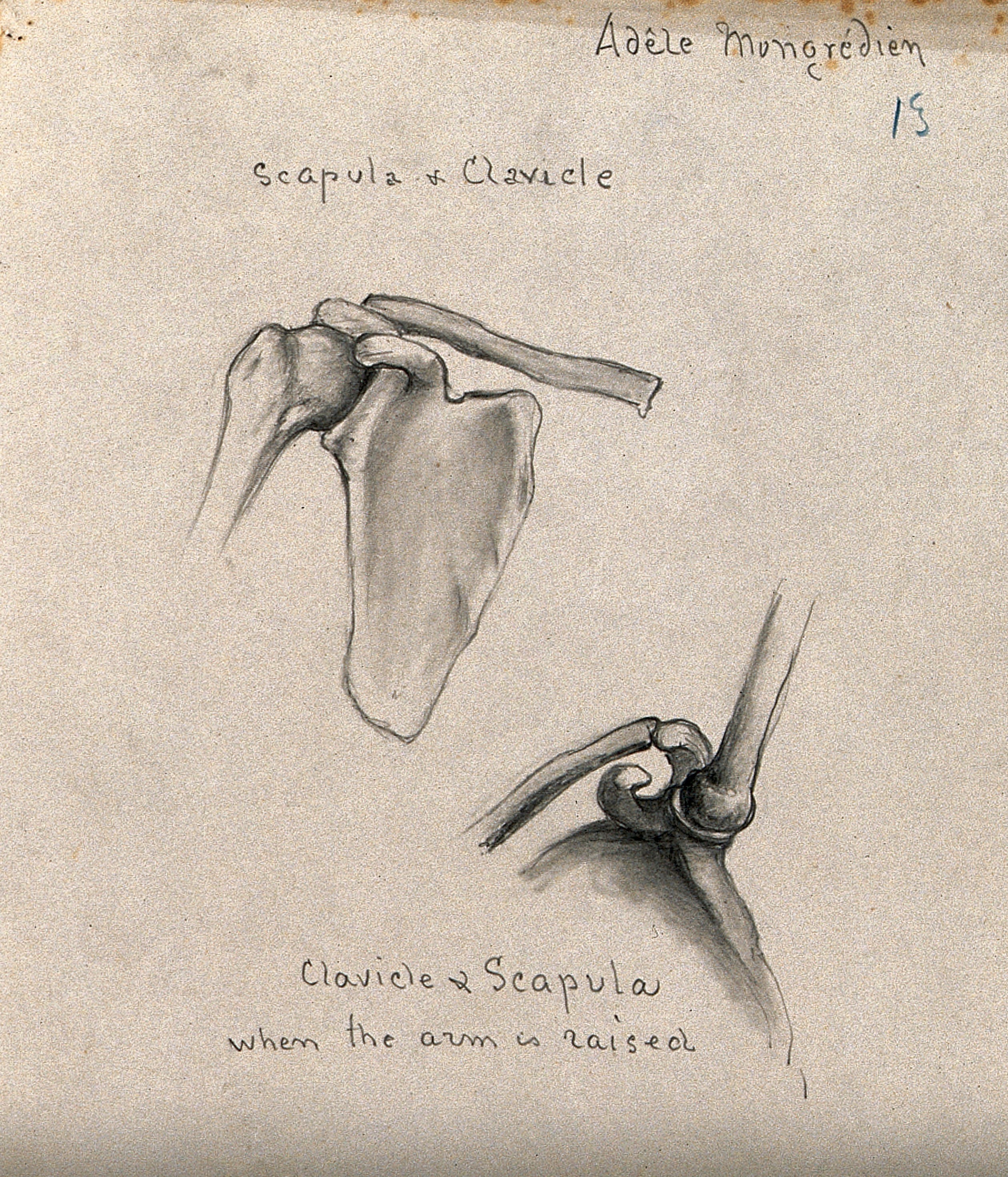 Clavicle Drawing at Explore collection of Clavicle