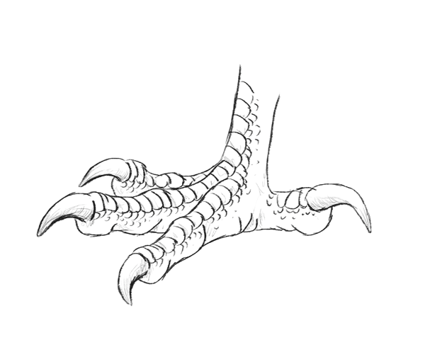 600x494 How To Draw Animals Birds, Their Anatomy And How To Draw Them - Claw Drawing