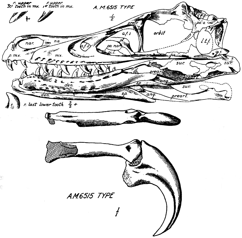 851x835 velociraptor claw diagram - Claw Drawing