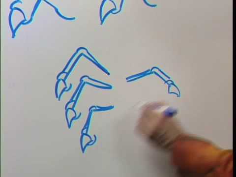 480x360 How To Draw A Dragon Claw Hand - Claw Hand Drawing