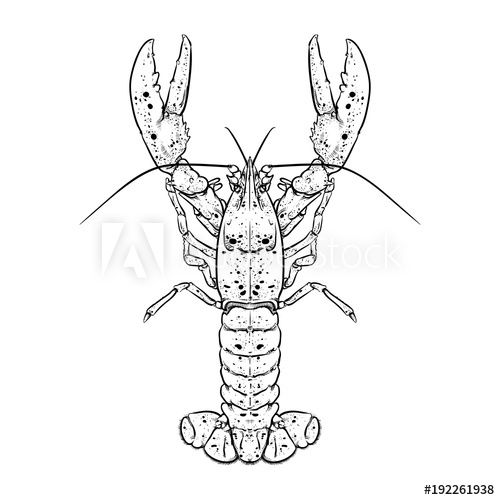 500x500 Lobster With Claws, Seafood, Drawing, Doodle, Hand Draw Lobster - Claw Hand Drawing