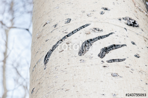 500x332 Claw Marks On A Tree Made - Claw Marks Drawing