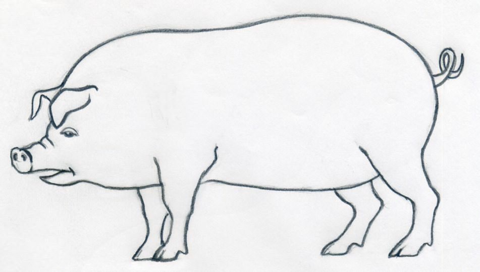 951x539 how to draw a pig - Click Drawing