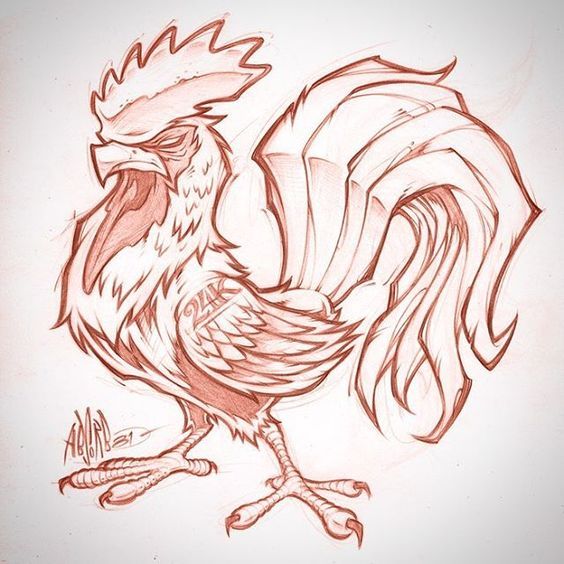 564x564 Rooster Sketch Client Wip - Client Drawing