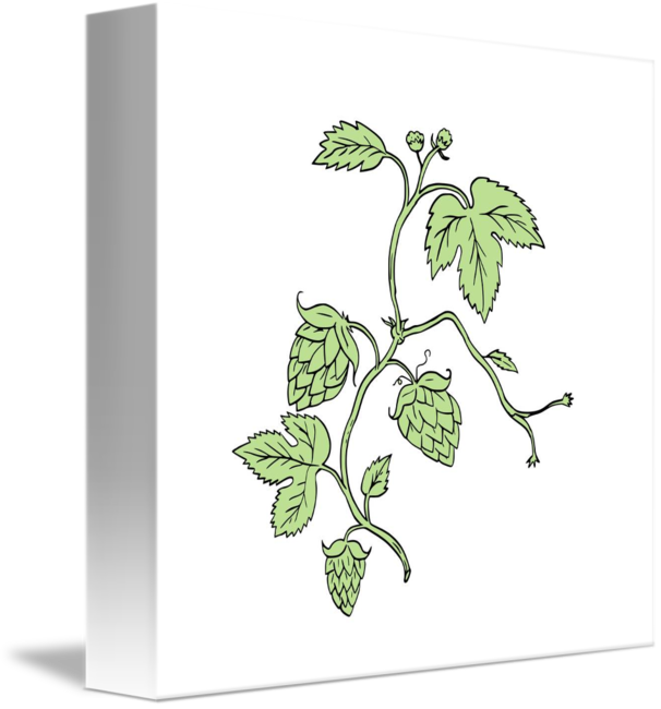 606x650 hop plant climbing drawing - Climbing Drawing