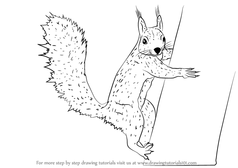 800x567 learn how to draw a squirrel climbing a tree - Climbing Drawing