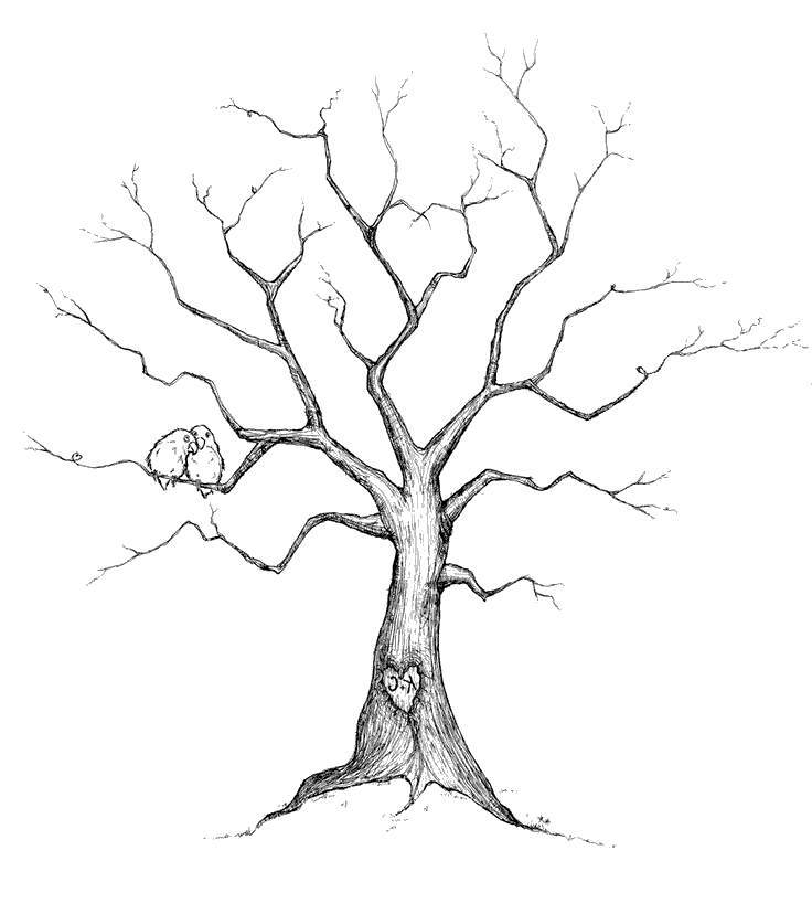 736x828 Fresh Family Tree Clipart Pictures Drawing Ideas - Clipart Drawing Pictures