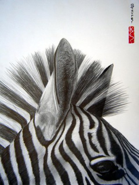 479x640 Eric Stavros Artwork Zebra Close Up Original Drawing Pencil - Close Drawing