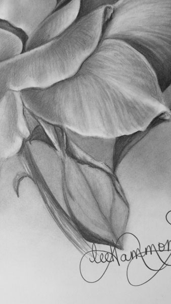 338x600 How To Draw A Rose - Close Drawing