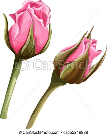 373x470 hand drawn closed rose blossoms set hand drawn rose closed - Closed Rose Drawing