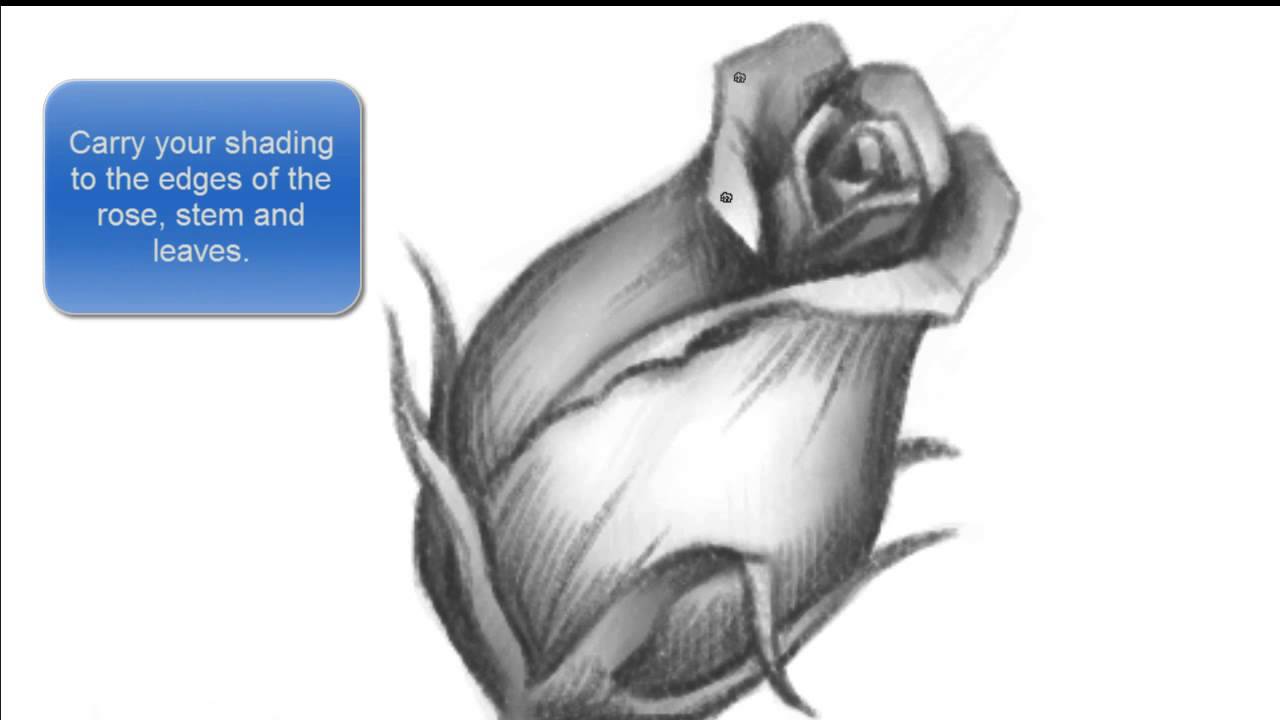 1280x720 How To Draw A Young Rose - Closed Rose Drawing
