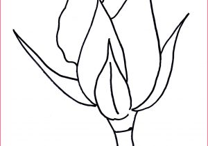 300x210 rose bud drawing pencil drawing rose bud rose for drawing - Closed Rose Drawing