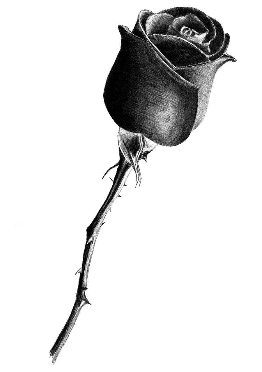 900x1279 Rose Drawings Rose Drawing - Closed Rose Drawing