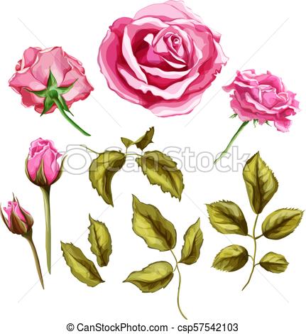 431x470 Vector Realistic Rose Flower Leaves Stem Set Flowers Vector - Closed Rose Drawing