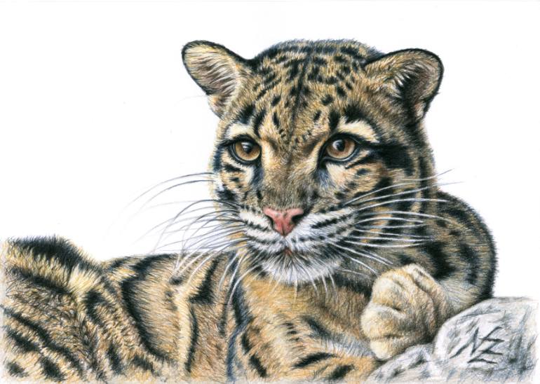 770x548 Clouded Leopard Drawing - Clouded Leopard Drawing