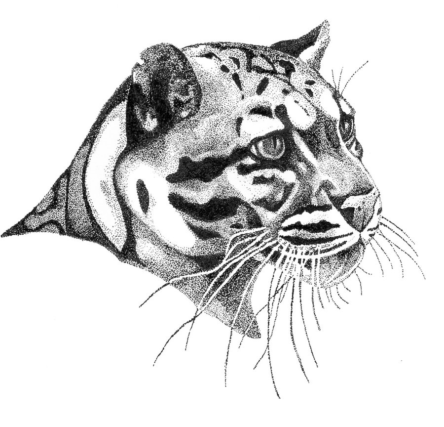 900x864 Clouded Leopard Drawing - Clouded Leopard Drawing