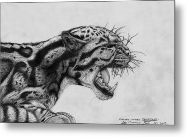 600x440 Clouded Leopard Theatened Drawing - Clouded Leopard Drawing