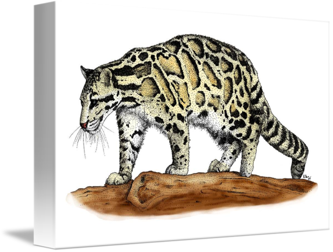 650x491 Clouded Leopard - Clouded Leopard Drawing