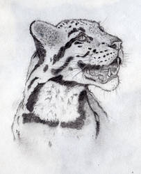 203x250 Clouded Leopard Pencil Drawing - Clouded Leopard Drawing