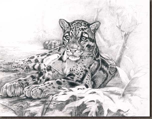609x477 Clouded Leopard - Clouded Leopard Drawing
