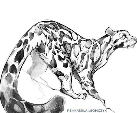 474x392 Clouded Leopard Cats Friends - Clouded Leopard Drawing