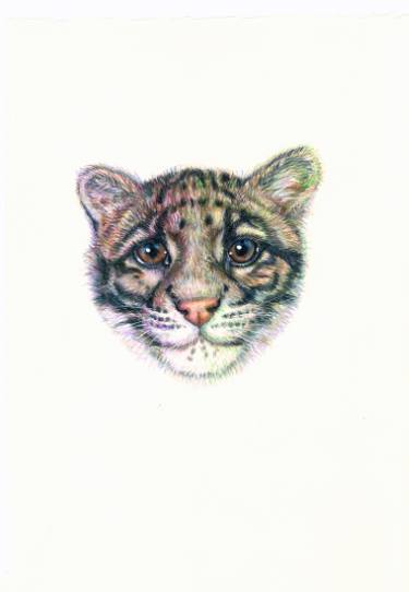 375x542 Clouded Leopard Kitten Drawing - Clouded Leopard Drawing