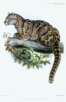 220x338 Formosan Clouded Leopard - Clouded Leopard Drawing