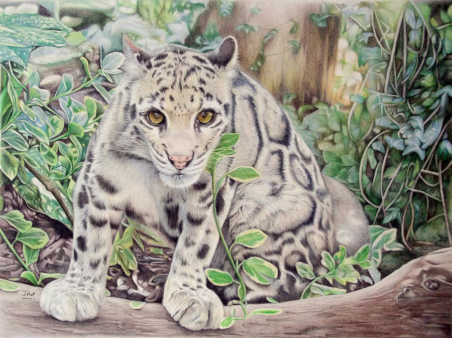 900x673 Hidden In Plain Sight - Clouded Leopard Drawing