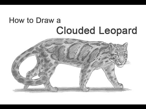 480x360 How To Draw A Clouded Leopard - Clouded Leopard Drawing